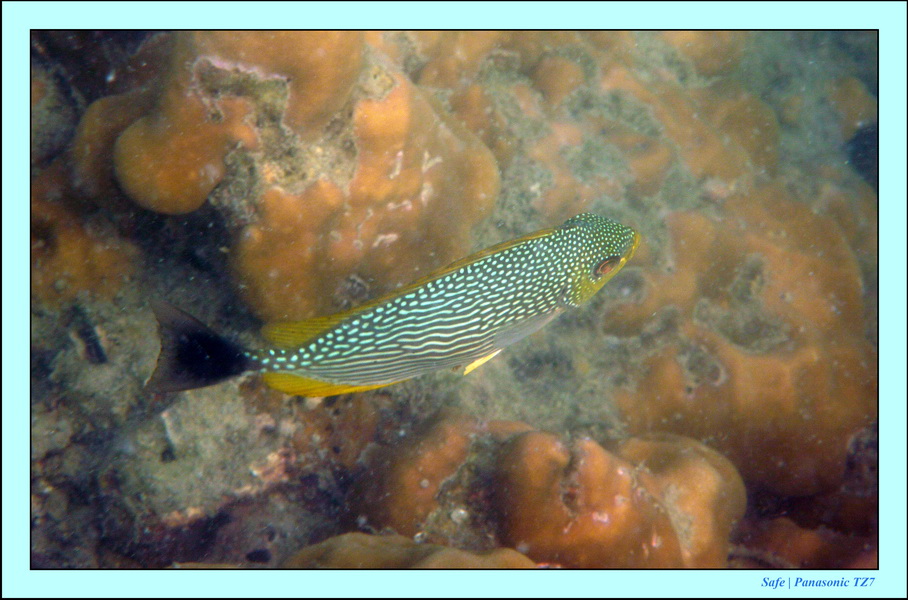 2011 - 03 - Koh Ngai 081